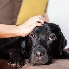 11 Things Humans Do That Dogs Hate