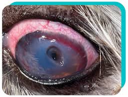 Image result for Conjunctival Foreign Body