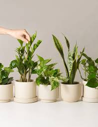 Low Light Plants Monthly Subscription Low Light Plants Plants Low Lights