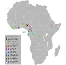 Image result for Aframomum polyanthum