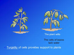 Check spelling or type a new query. Support In Plant Physiological Support Structural Support Science Online