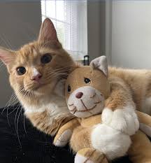 The Way His Paws Are Touching Just Makes Me Melt In 2020 Kittens Cutest Cute Cats Cats And Kittens