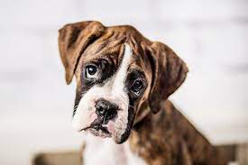 How Long Do Boxers Live Average Age Health Factors Of This Breed