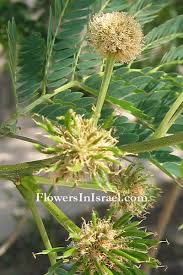 Image result for Acacia gerrardii