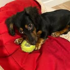 However, free doxie dogs and puppies are a rarity as rescues usually charge. 110 Quality Dachshund Puppies Ideas In 2021 Dachshund Puppies Dachshund Puppies