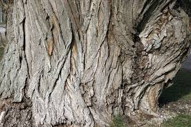 Learn more about willow bark uses, effectiveness, possible side effects, interactions, dosage, user ratings and products that contain willow bark. How To Make Aspirin From A Willow Tree Home Remedies Wonderhowto