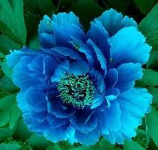 We have an awesome deal for you! Pin On Beautiful Flowers