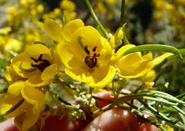 Image result for Senna artemisioides