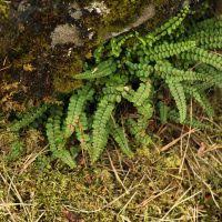 Image result for Asplenium stuhlmannii