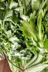 Mit dieser anleitung gelingen aussaat und vorkultur des beliebten gemüses. Staudensellerie Selber Anbauen Pflegen Ernten Freudengarten