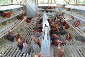 Eggmobile Polyface Inside Chickens Backyard Homestead Chickens Pastured Poultry
