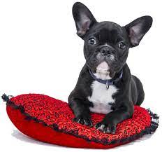 In my home or yours which pertains of companionship, feeding, walks in the park and play. Dog Parlour Boarding Kennels And Cattery Mary Nusser Dog Parlour