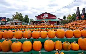 According to linus van pelt, the great pumpkin is a supernatural figure who rises from the pumpkin patch on halloween evening, and flies around bringing toys to sincere and believing children. Great Pumpkin Farm Greatpumpkinwny Twitter