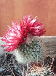 Cactus flower open sg rg sc commercial font. When I Bought This Cactus It Had Two Closed Up Flower Buds That I Thought Were Clearly Glued On However When Sunny The Flowers Open Up And Close When Dark So If