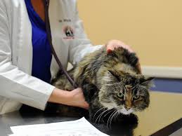 Maybe you would like to learn more about one of these? Veterinarians Asked To Euthanize Animals Inappropriately Feel Moral Distress Shots Health News Npr