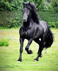 Bellas Imagenes De Caballos Para Pintar En Oleo Arte Pinturas Al Oleo Caballos Imagenes Fotos De Caballos Caballos
