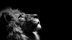 خلفيات أسود Lion أسد حيوانات طبيعة 24