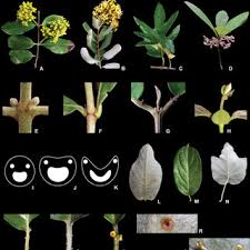 Image result for Sphedamnocarpus angolensis