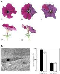 Effect Of The Phmyb1 Mutation On The Shape Of Petunia Flowers A Download Scientific Diagram