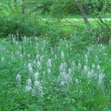 Image result for Cyphia mazoensis