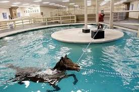 A Thoroughbred Named Inthecrosshairs Gets A Water Workout With Mark Dedomenico Jr In The Training Pool At Pegasus Train Dream Horse Barns Horses Horse Therapy