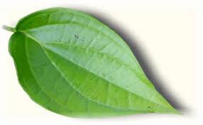 Sirih bisa melebarkan pembuluh darah di alat vital serta bermanfaat sebagai anti depresan. Manfaat Daun Sirih Sebagai Obat Herbal Alami Dinimon