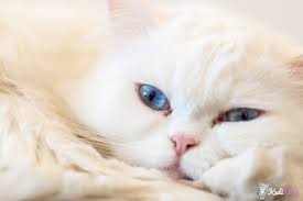 Kedi Tirmalama Izi Nasil Gecer