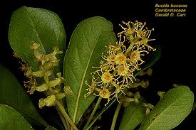 Image result for Combretaceae