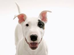 Arti mimpi bertemu teman yang sudah meninggal. Untuk Bermimpi Anjing Mati Seekor Anjing Yang Jatuh Seekor Anak Anjing Mengetuk Untuk Membunuh Anjing Marah