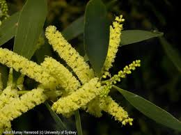 Image result for Scolopia theifolia