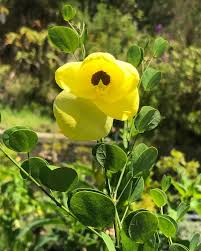 Image result for Aristea abyssinica