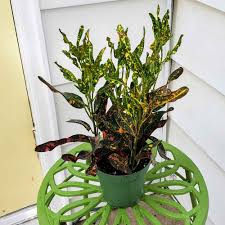 Image result for Croton