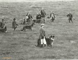 The Scottish Deerhound Club Of America Scottish Deerhound Deerhound Dog People