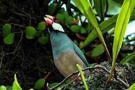 Ciri Ciri Spesifik Dari Burung Gelatik Belong Jantan Burung