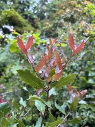 Image result for Streptocarpus arcuatus
