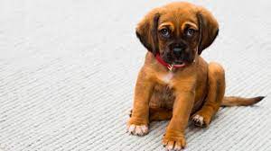 Sonar Con Perros Cachorros Que Significa Sonar Con Perros