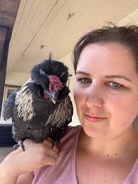 I have a polish/silkie mix rooster that needs rehoming. Shadow hatched  February 28th and I hand raised him. He is absolutely adorable. However, he  has started to have a disliking to our