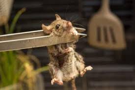 We did not find results for: How To Get Rid Of Rats Naturally 14 Home Remedies Pestwiki