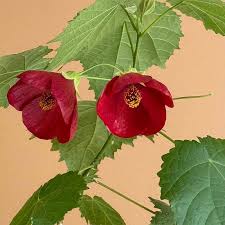 Image result for Abutilon