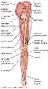 leg anatomy medical anatomy muscle anatomy nerve anatomy