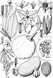 Image result for Annonaceae