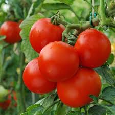 Einen geiztrieb können sie nun auf den ersten blick entlarven. Tomaten Richtig Ausgeizen Mein Schoner Garten