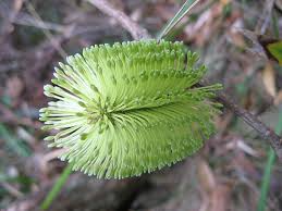 Image result for Boscia integrifolia