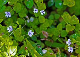 Image result for Clinopodium