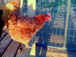 The 10 Best Egg Laying Chickens