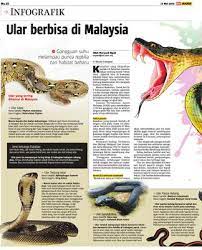 Makanan utama ular tedung adalah tikus, biawak dan. Ular Berbisa Di Malaysia Klik