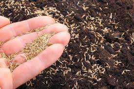 We did not find results for: What Is The Best Grass Seed For Your Lawn Premier Lawns