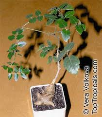 Image result for Cyphostemma robsonii