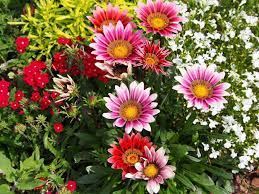 Fiori tipo margherita con 7 petali tondeggianti. Gazania Come Coltivare Questo Fiore Colorato Simile Alla Margherita