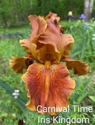 Image result for Light Harvest Gold 1977 Fedders